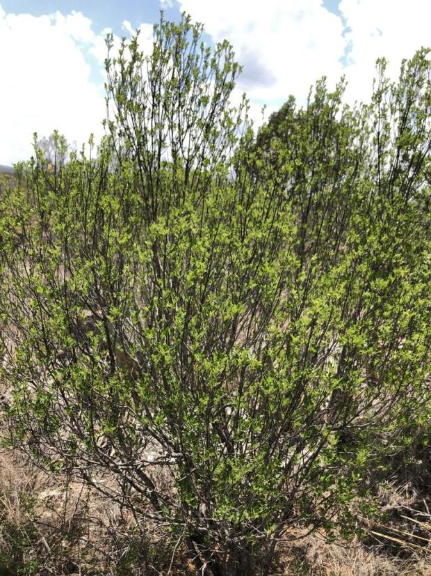 littleleaf ash PollinatorWeb