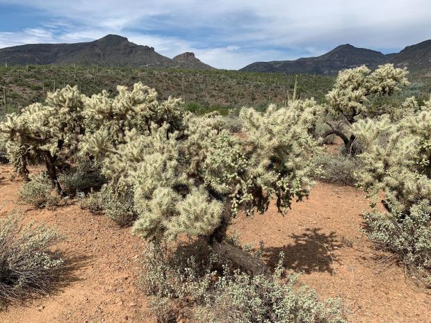 chain fruit cholla pw PollinatorWeb