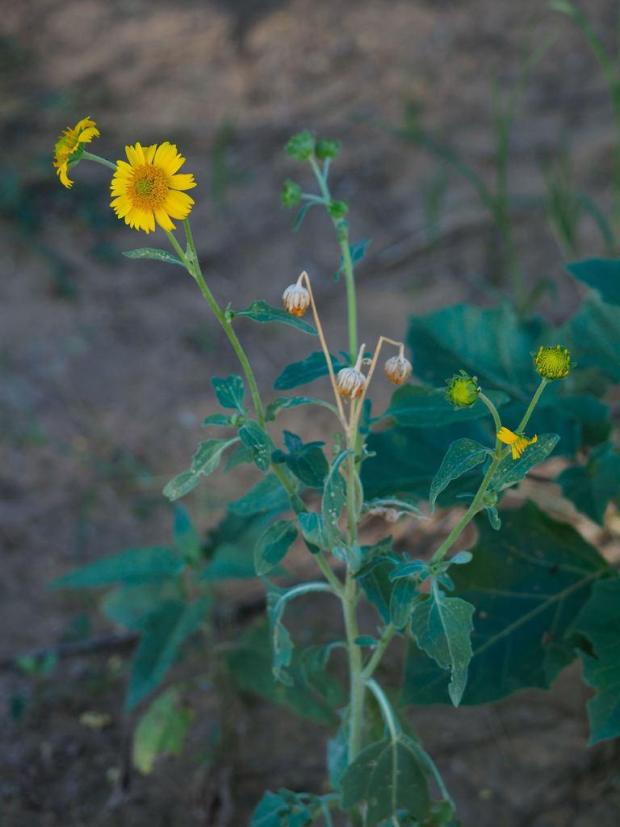 cowpen daisy pw PollinatorWeb