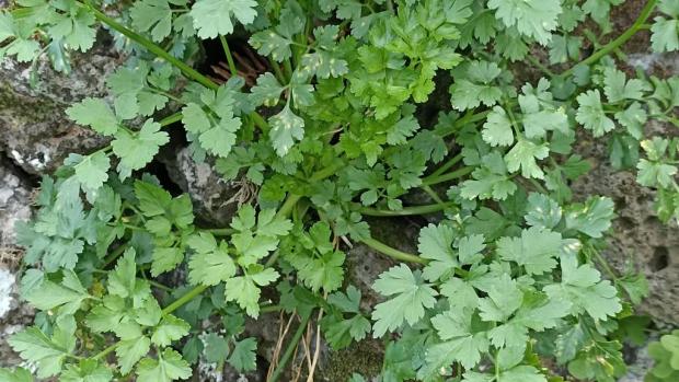 parsley carpica PollinatorWeb