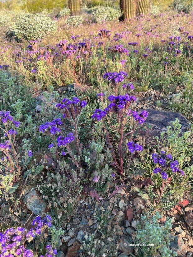 phacelia pw PollinatorWeb