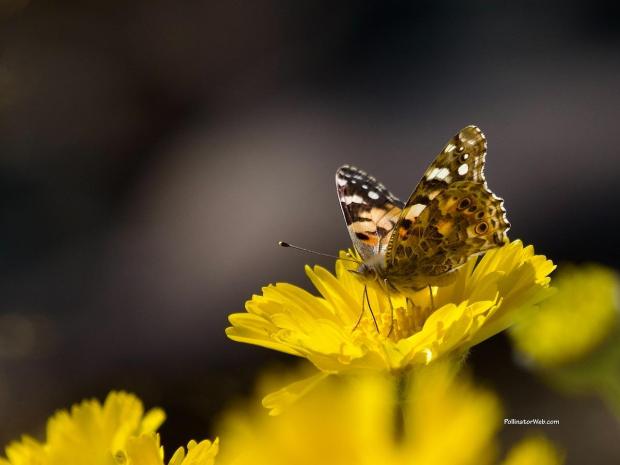 painted lady 1 122 PollinatorWeb