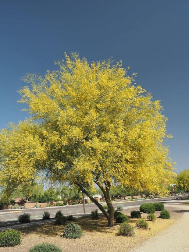 palo verde pw PollinatorWeb