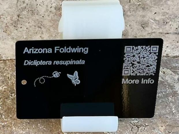 Arizona Foldwing 1 PollinatorWeb