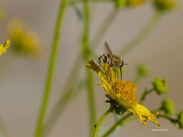 bee flies 1 103 PollinatorWeb
