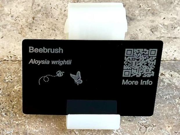 Beebrush (Aloysia wrightii)