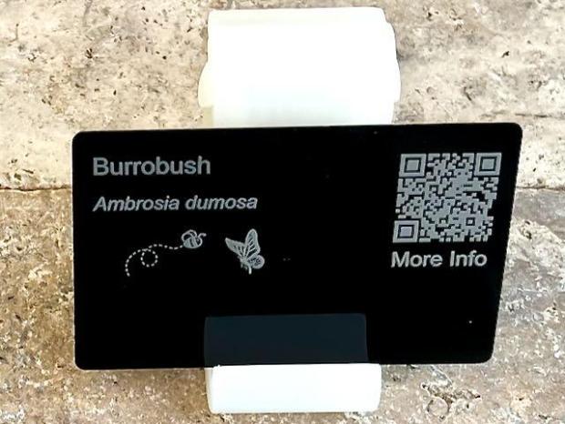 Burrobush (Ambrosia dumosa)