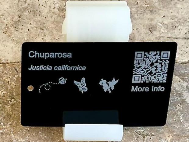 chuparosa 1 PollinatorWeb