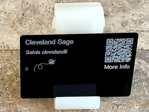 cleveland sage 1 PollinatorWeb