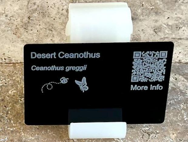 Desert Ceanothus (Ceanothus greggii)