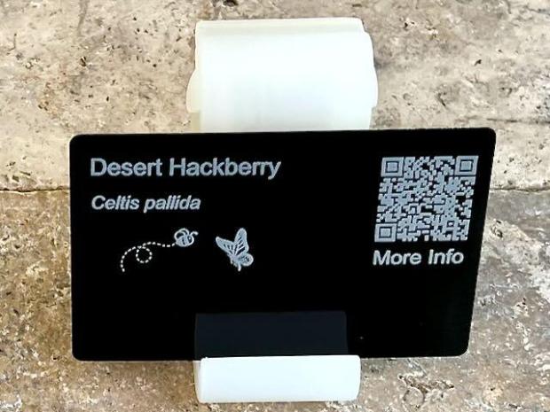 Desert Hackberry (Celtis pallida)