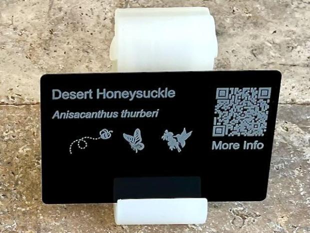 desert honeysuckle 1 PollinatorWeb