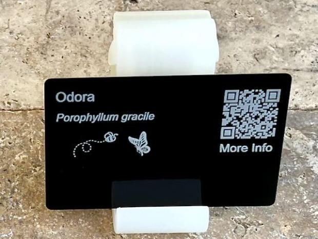 odora 1 PollinatorWeb