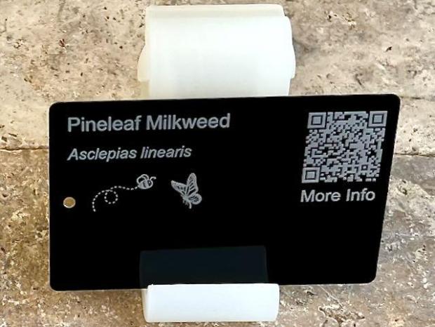 pineleaf milkweed 1 PollinatorWeb