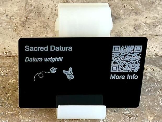 sacred datura 1 PollinatorWeb