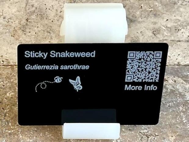 sticky snakeweed 1 PollinatorWeb