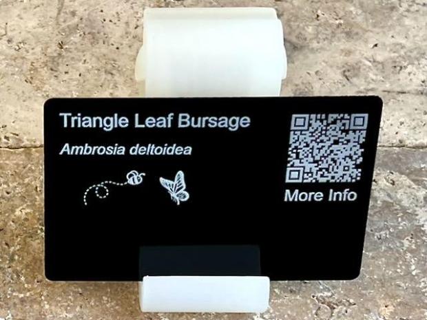 triangle leaf bursage 1 PollinatorWeb