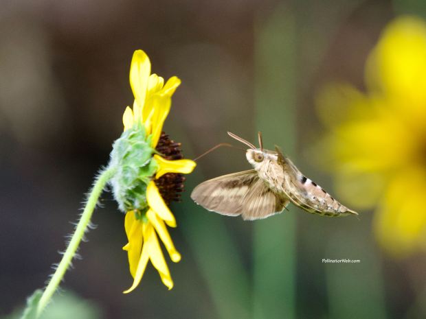 white lined sphinx moth 1 PollinatorWeb