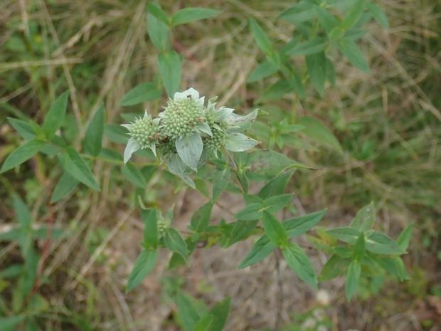 clustered mountainmint lynnharper PollinatorWeb