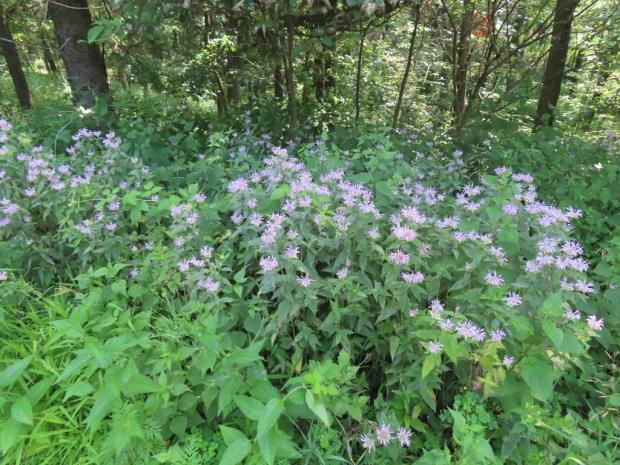 Bergamot (Bee Balm) (Monarda species)