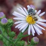 Beefly on Day of the Dead Daisy MP1 PollinatorWeb