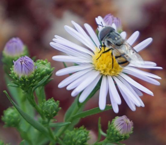 Beefly on Day of the Dead Daisy MP1 PollinatorWeb