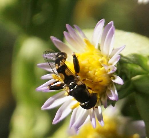 Day of the Dead Daisy with Sphaerophoria philanthus PollinatorWeb