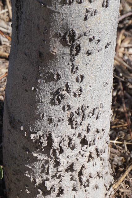 Netleaf Hackberry bark PollinatorWeb