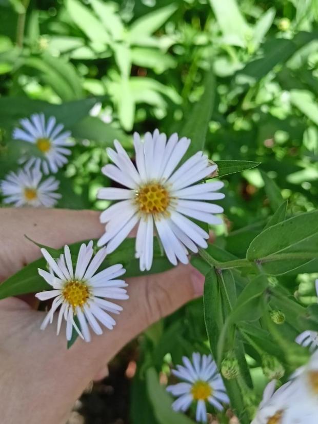 Symphyotrichum lanceolatum inat egor filippov PollinatorWeb