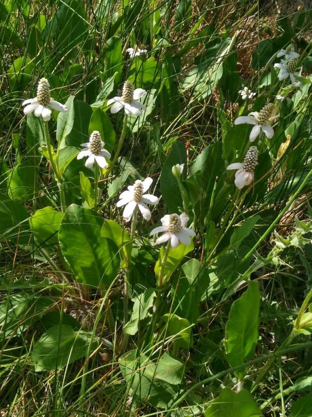 Yerba Mansa PollinatorWeb