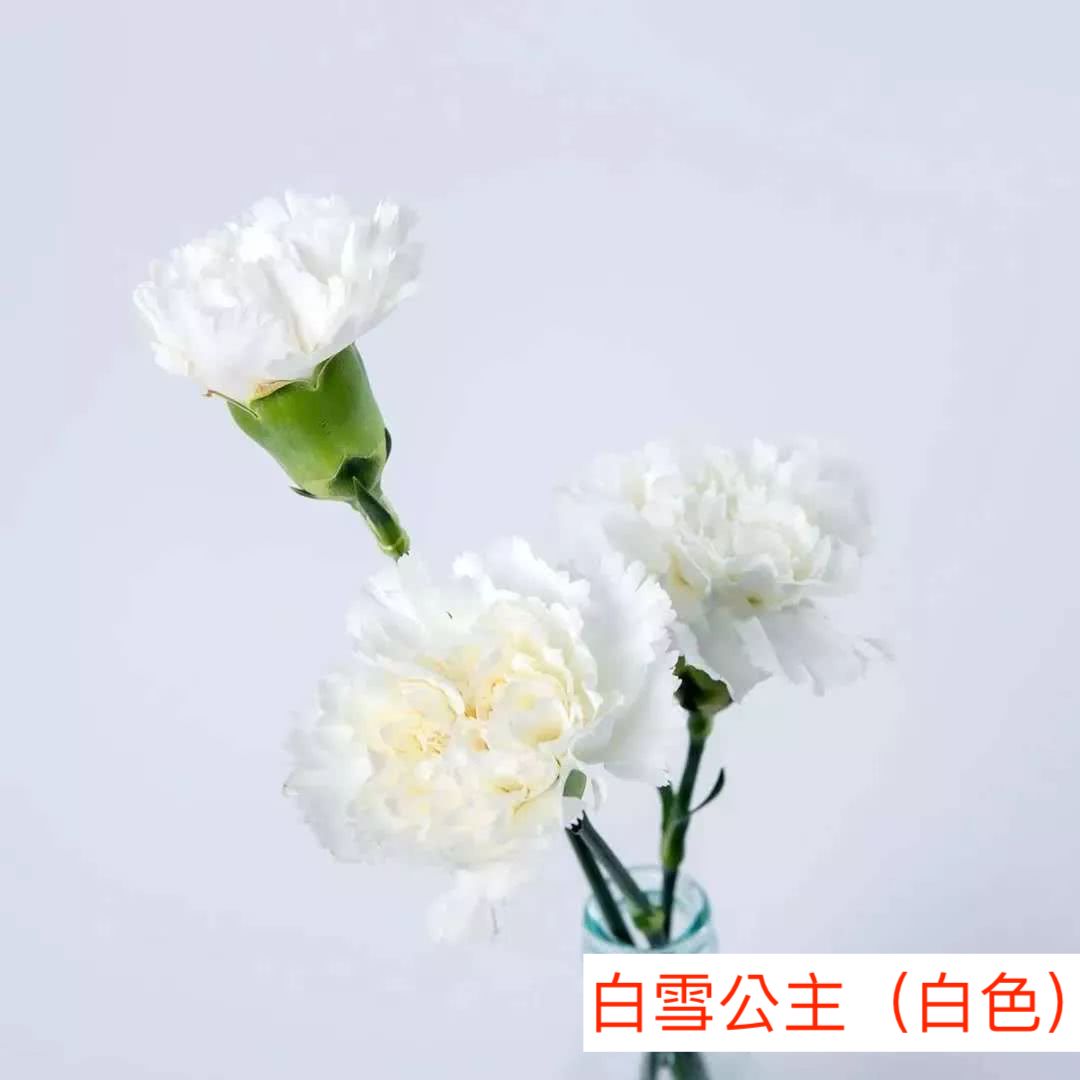康乃馨（大丁）白雪公主（白色）產地昆明 買10送10