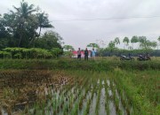Lahan Jagung Terendam Banjir, Bhabinkamtibmas dan Babinsa Karangmulya Lakukan Monitoring Bersama Petani