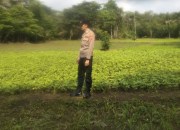 Bhabinkamtibmas Cibuluh Monitoring Lahan Jagung Dukung Ketahanan Pangan Nasional