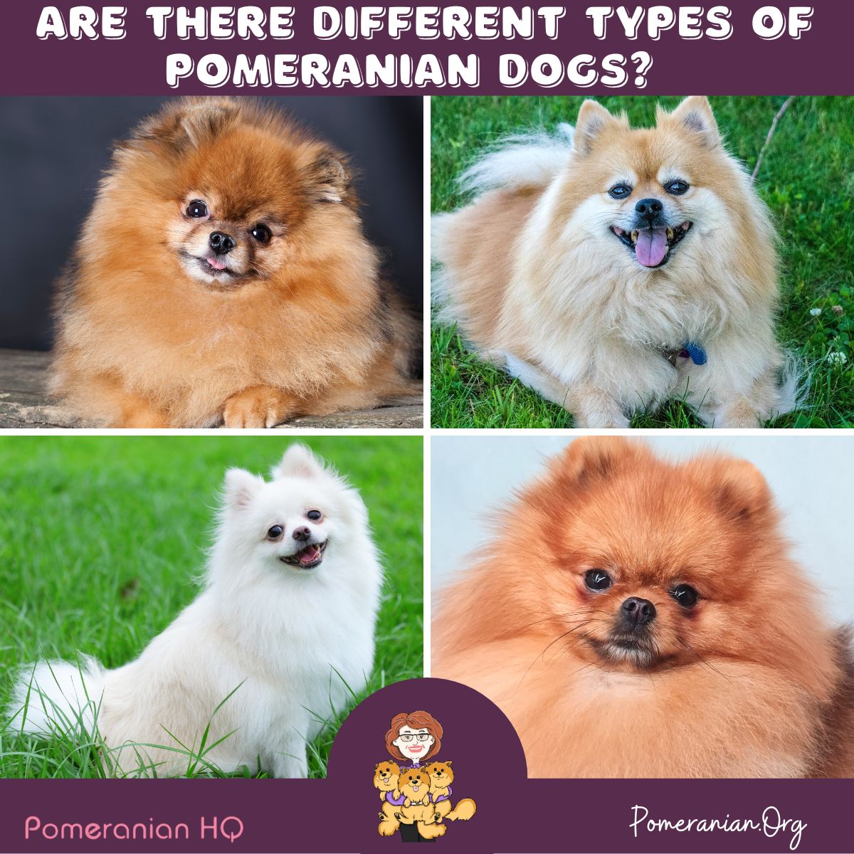 Teacup Pomeranian Vs Pomeranian: Cute Clash Revealed!