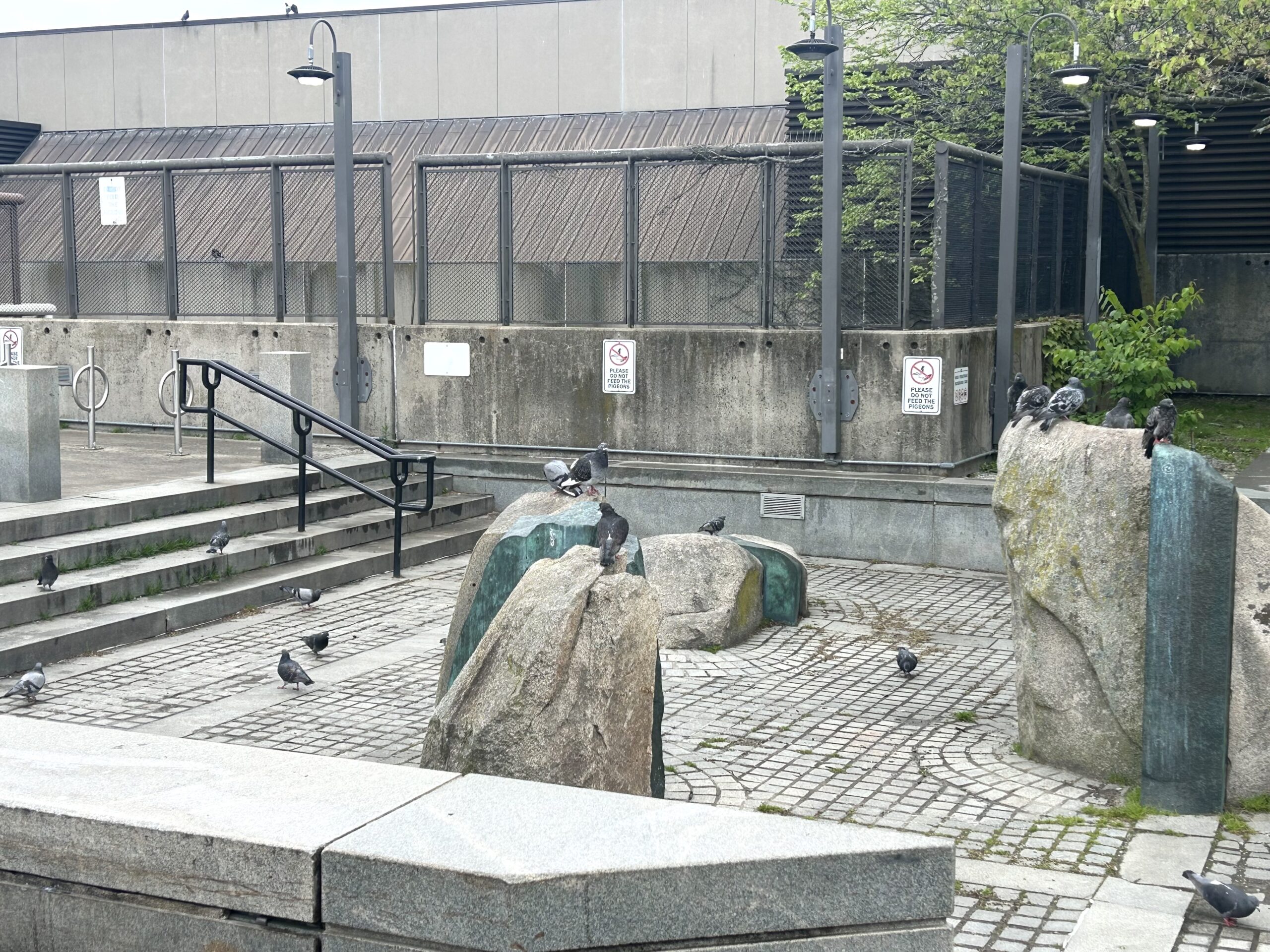 Porter Square Rock Pigeons