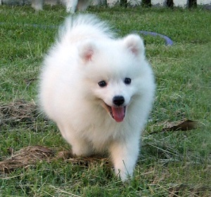 samoyed pomeranian mix
