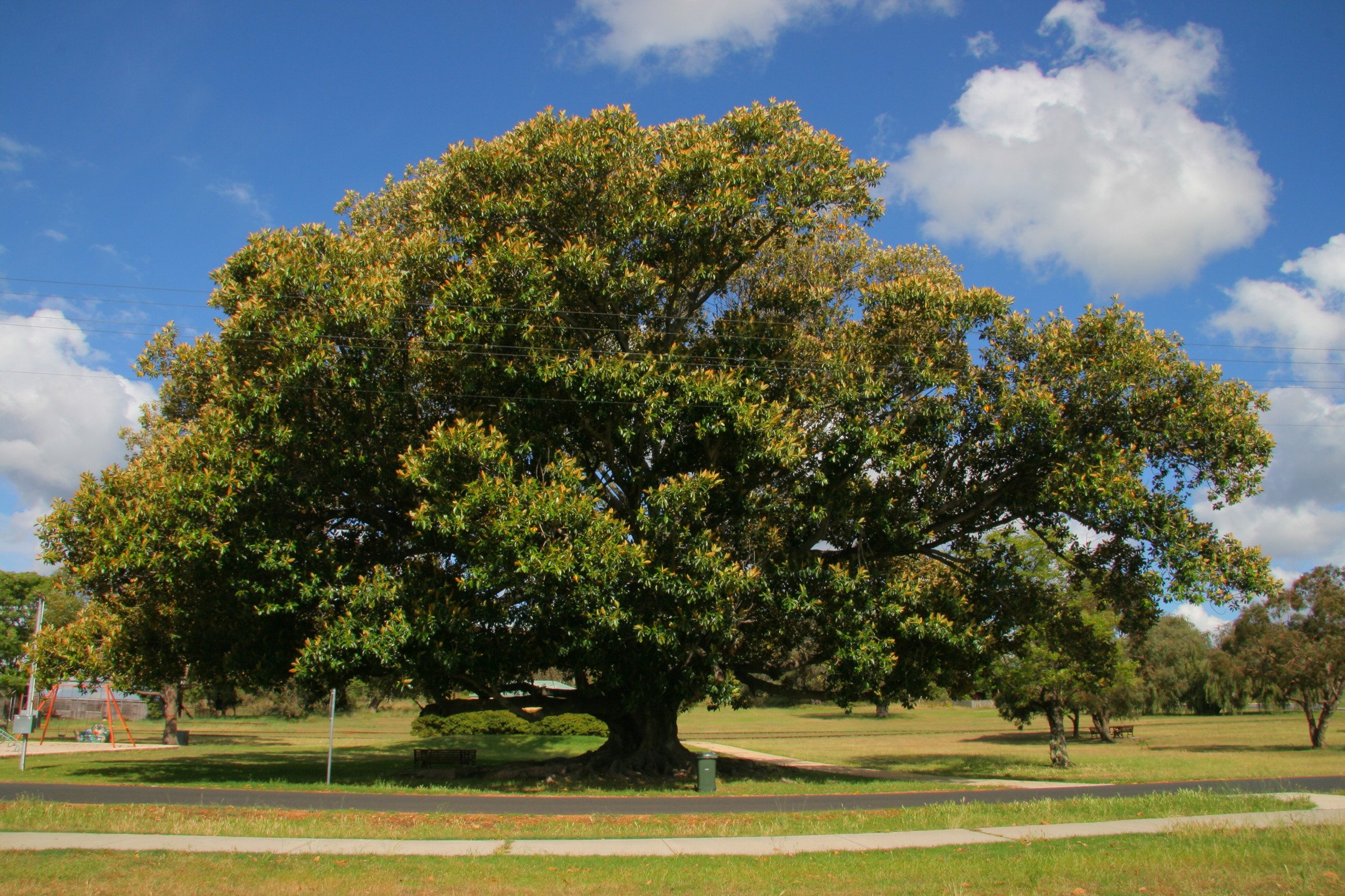 Audio summary, mp3, 48 khz. Sepohon Kayu Daunnya Rimbun : Nahar Abdullah Sepohon Kayu Daunnya