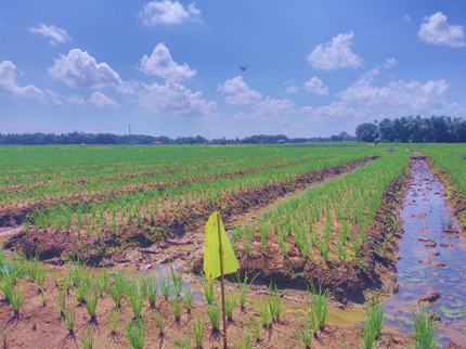 Tingkatkan Produksi, Petani Bawang Merah di Pati Terapkan Budidaya Ramah Lingkungan | Pontas
