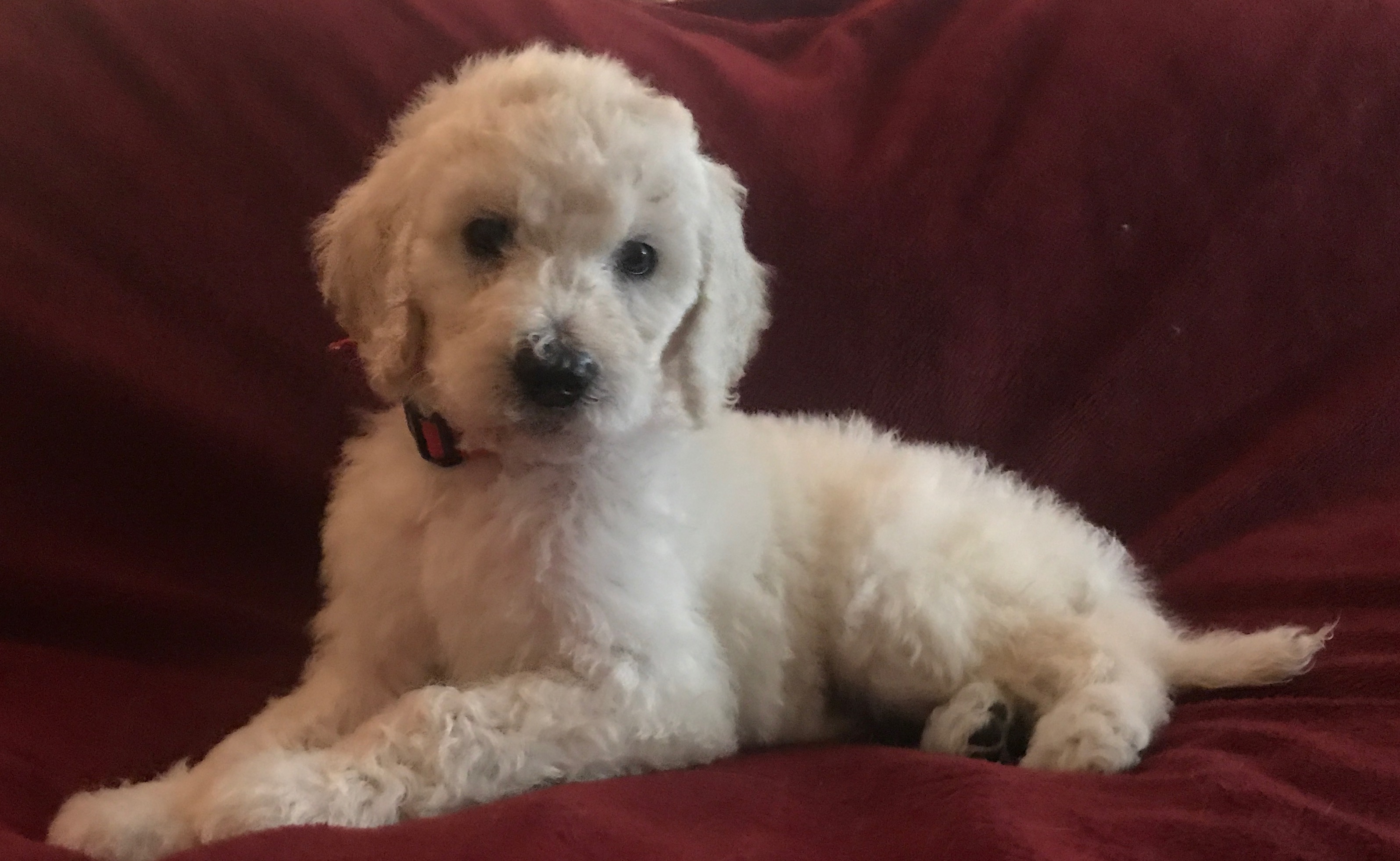 white standard poodle puppies