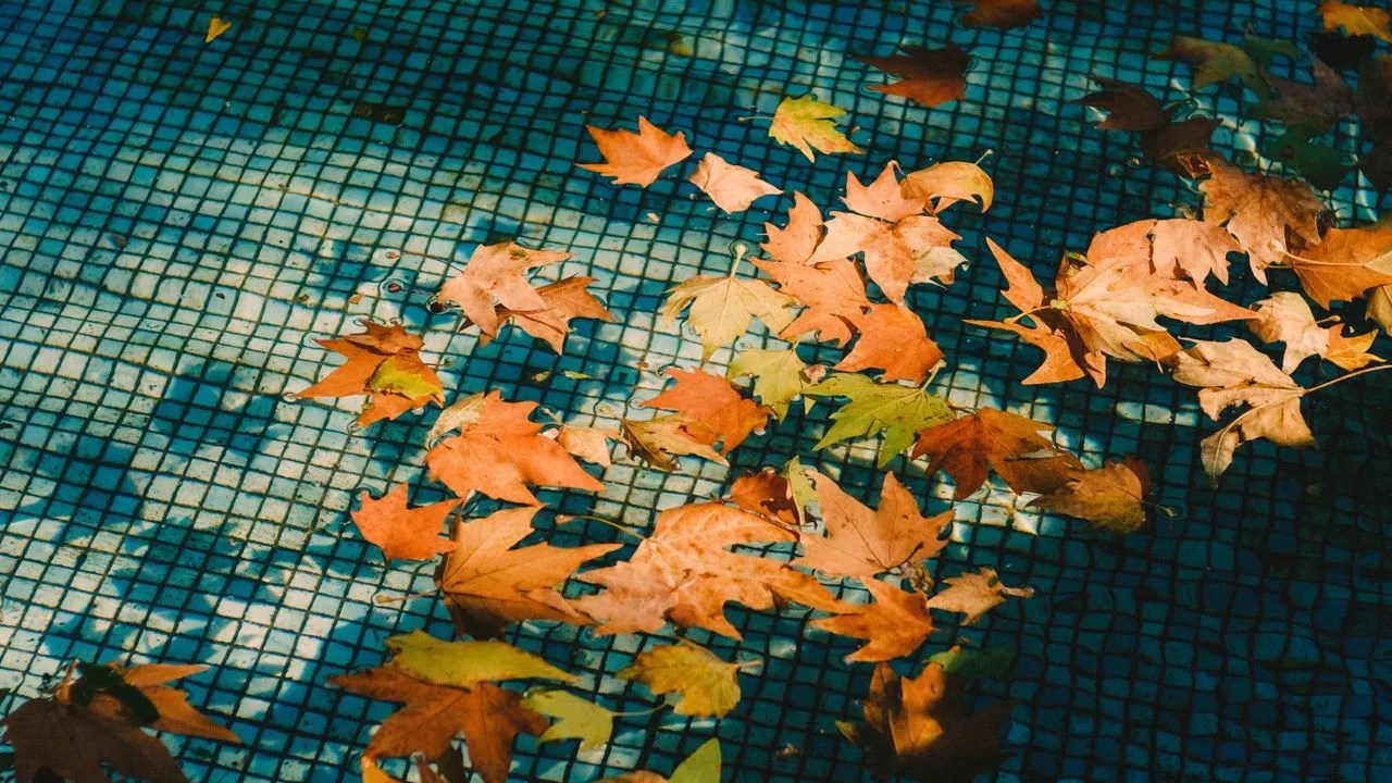 Autumn leaves collected on a pool cover net