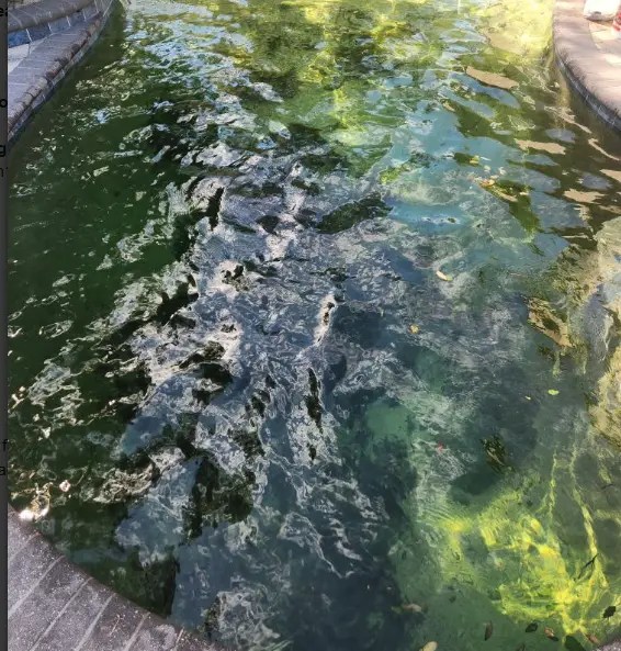 Green Pool