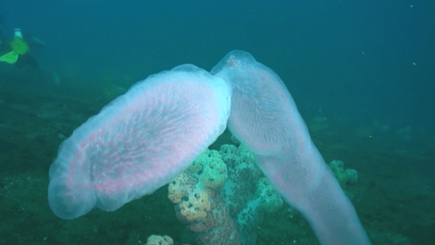 Pyrosome