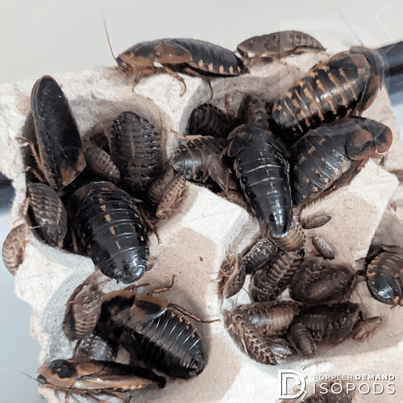 dubia roach bundle