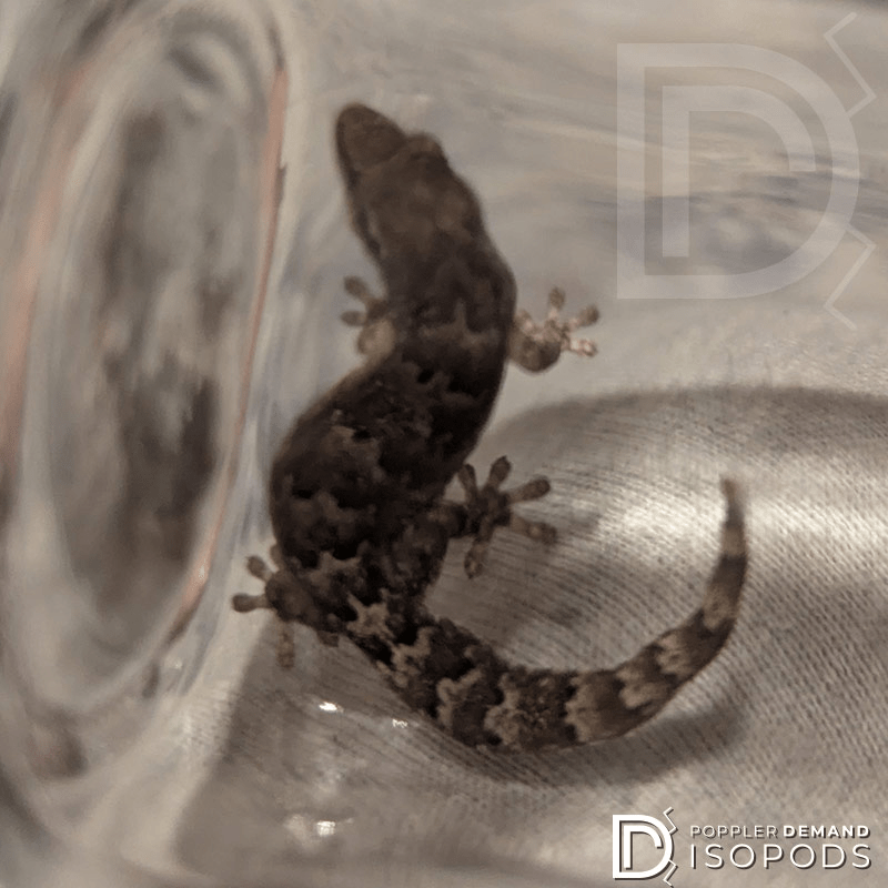 mourning gecko