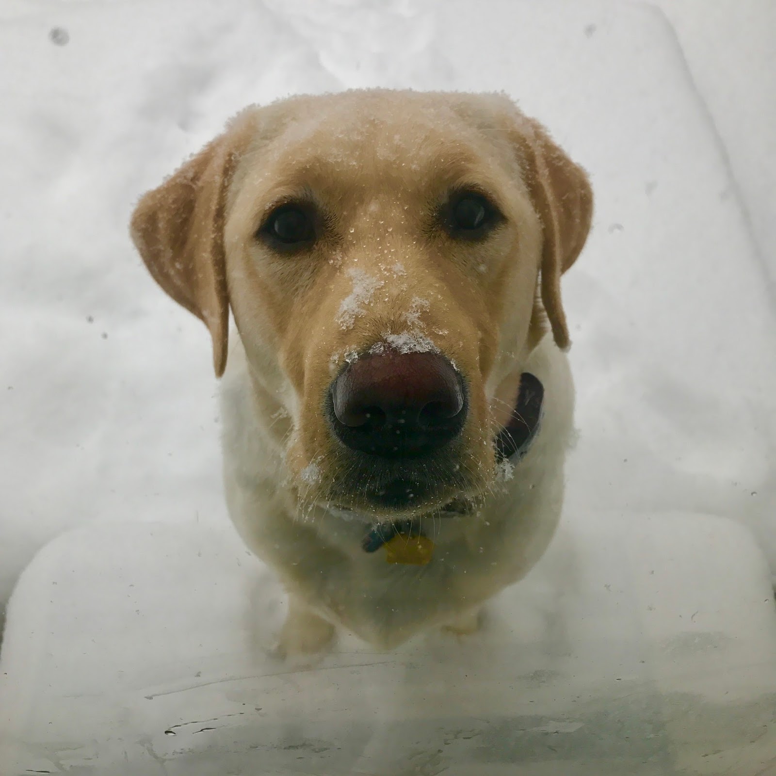 Skinny Moon's dog, Toby