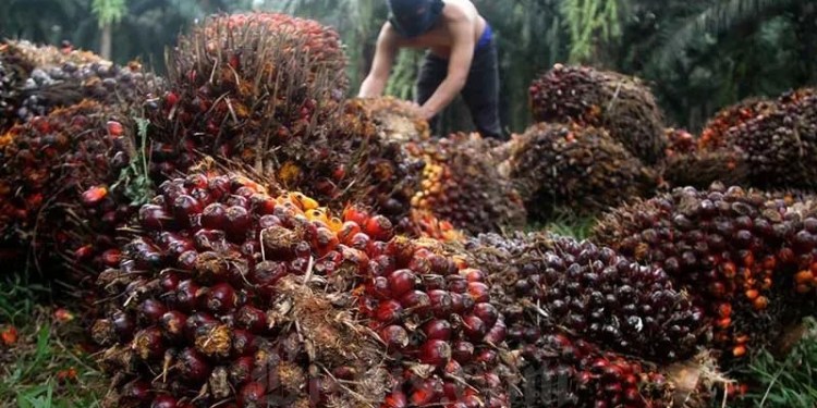 Disbun Berau Dorong Perusahaan Sawit Beri Harga Layak ke Petani Nonmitra