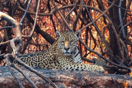 ONÇAS ESTÃO ATACANDO ANIMAIS DOMÉSTICOS NA ESTRADA DE NOVO AIRÃO