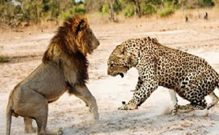 LEÃO X ONÇA PINTADA – Amazonas x Nacional: prováveis escalações, arbitragem, palpites e odds