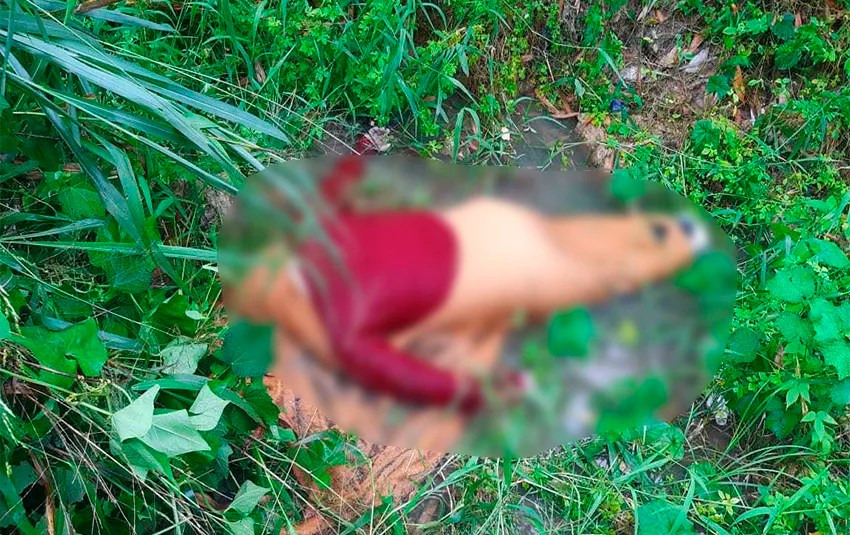 Com mãos e pés amarrados, corpo é encontrado em área de mata no Tarumã