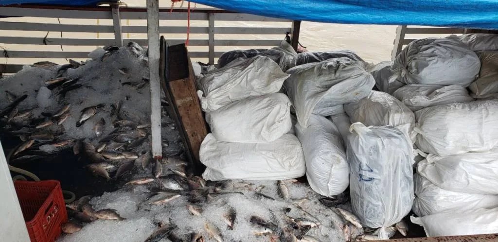 Polícia apreende 8,9 toneladas de pirarucu ilegal no interior do AM